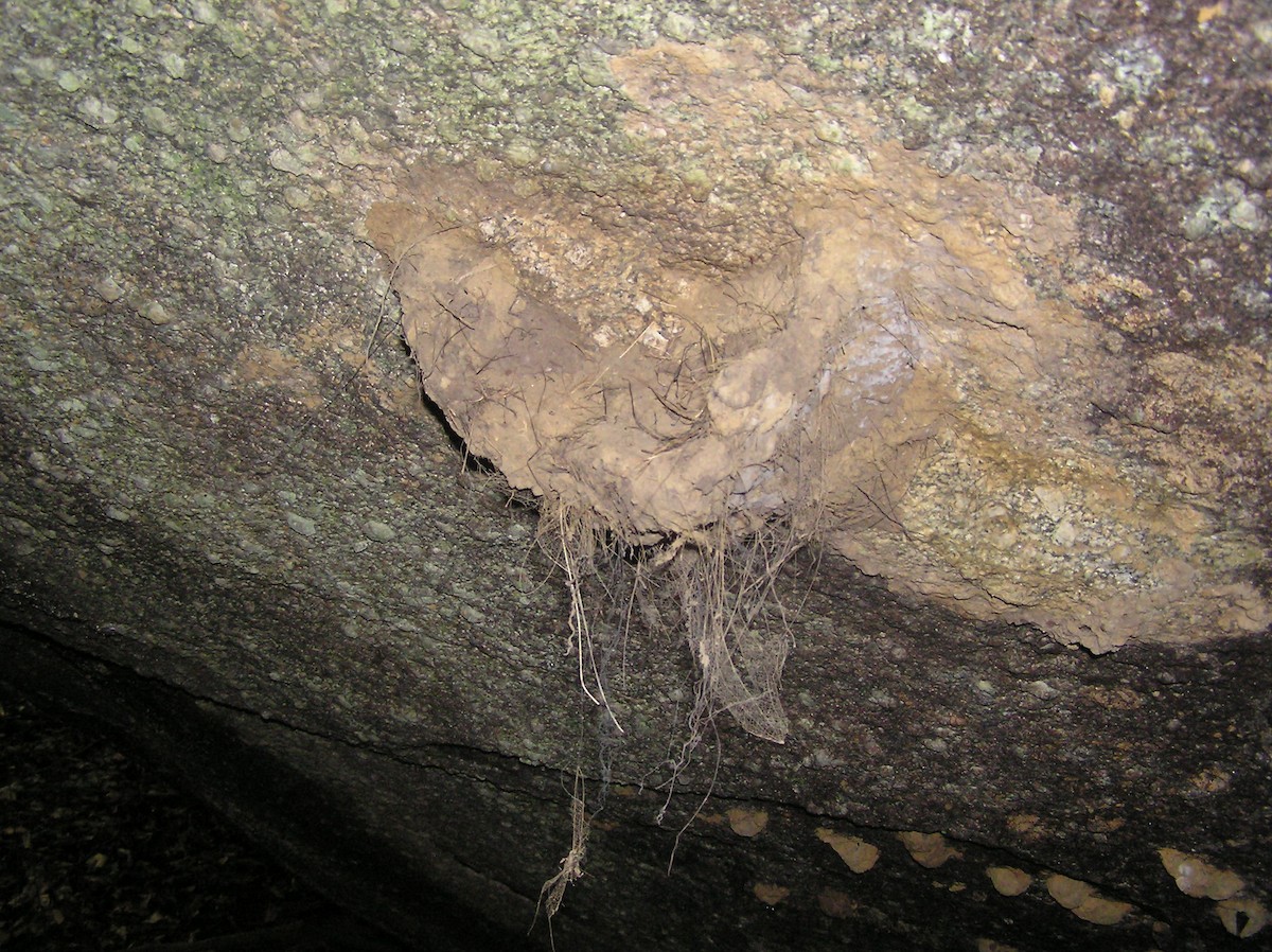 Gri Boyunlu Mağarasaksağanı - ML21495011