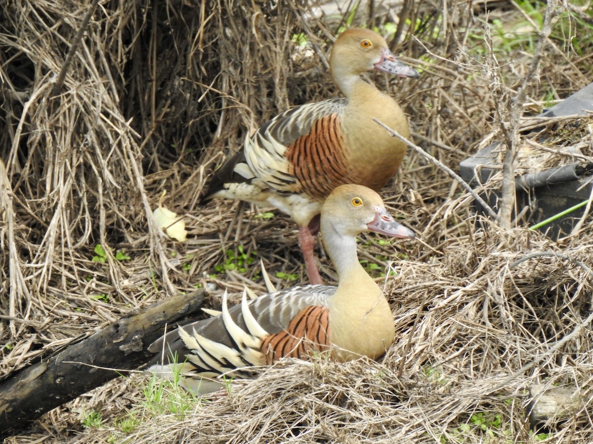 Plumed Whistling-Duck - Sharyn Simmich