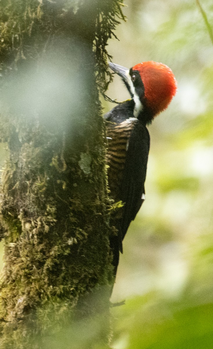 Powerful Woodpecker - ML214952511