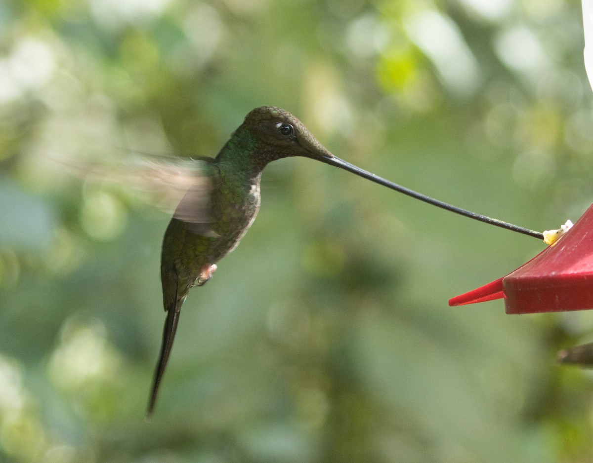 Sword-billed Hummingbird - ML214952731