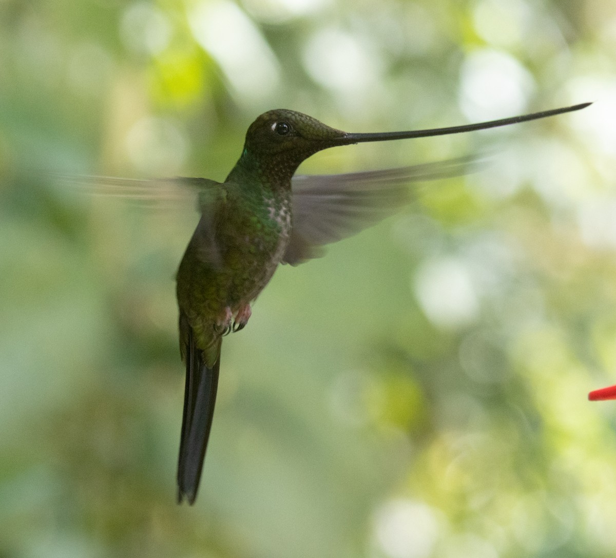 Sword-billed Hummingbird - Joe Aliperti
