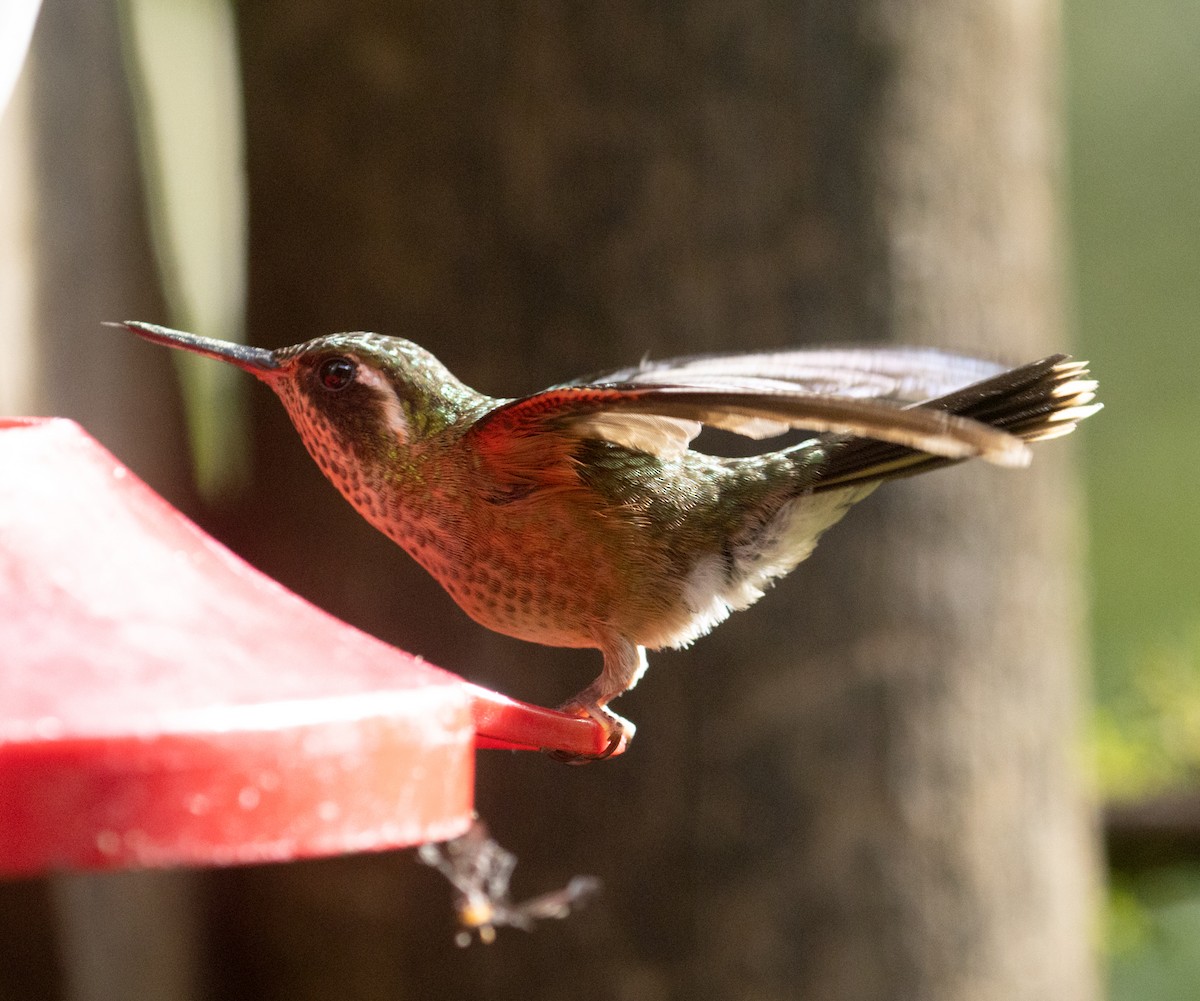 Speckled Hummingbird - Joe Aliperti