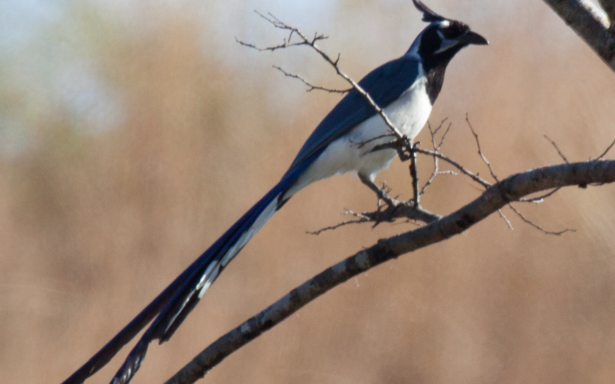Black-throated Magpie-Jay - ML214954681