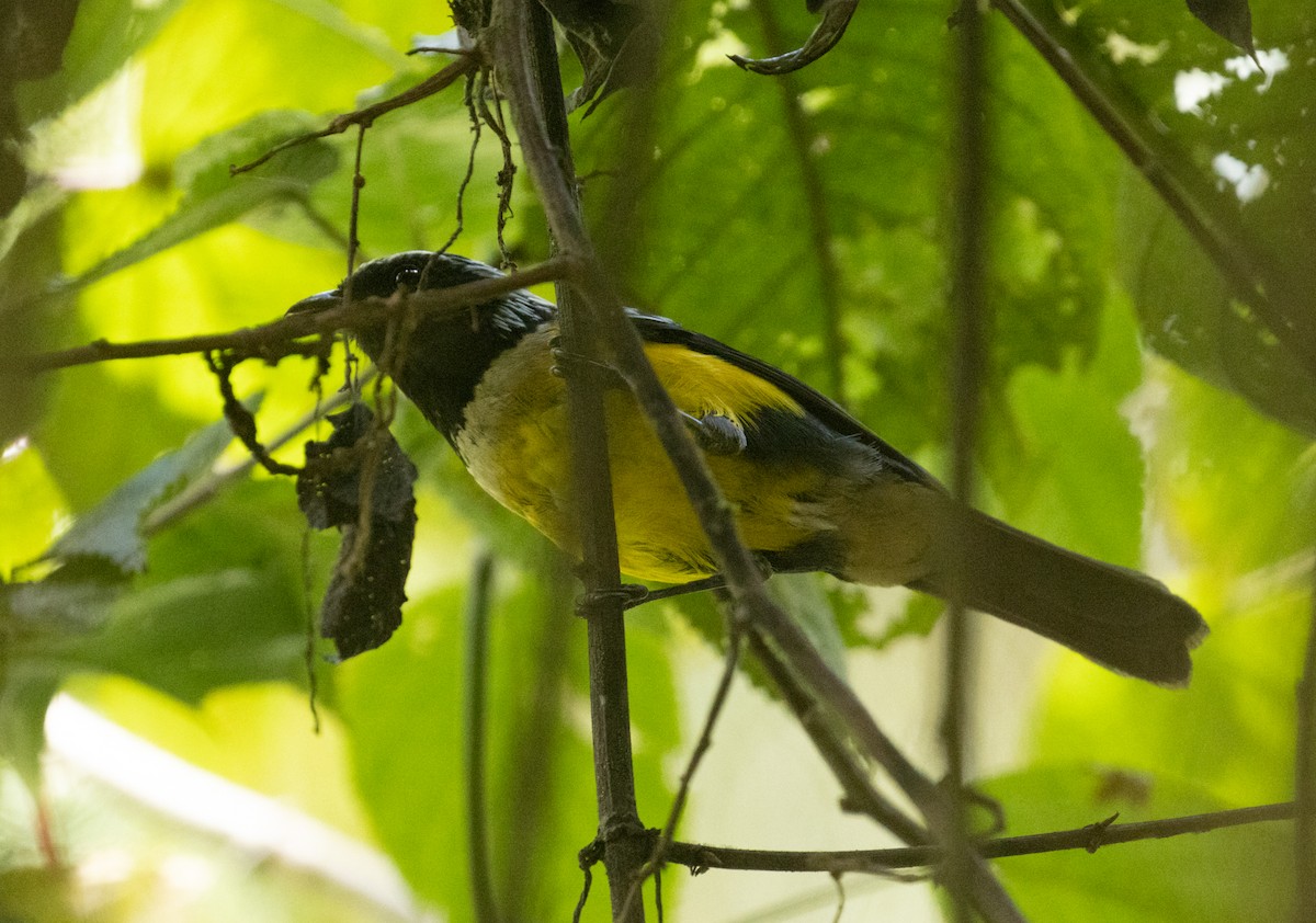 Buff-breasted Mountain Tanager - ML214955621