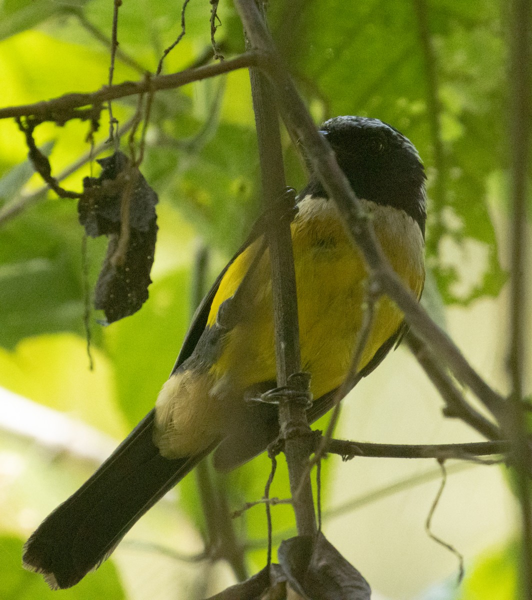 Buff-breasted Mountain Tanager - ML214955671