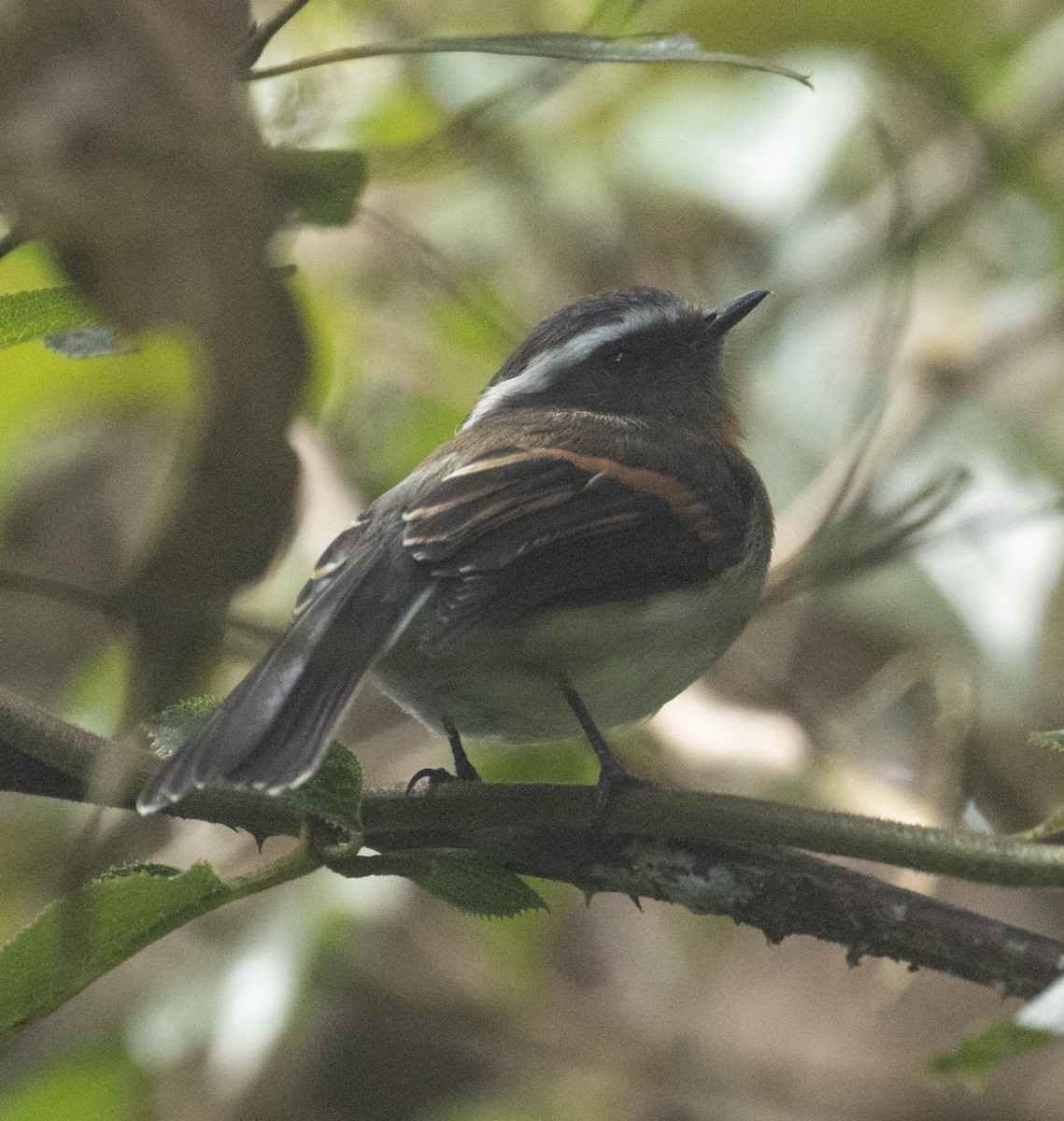 Rufous-breasted Chat-Tyrant - ML214956171