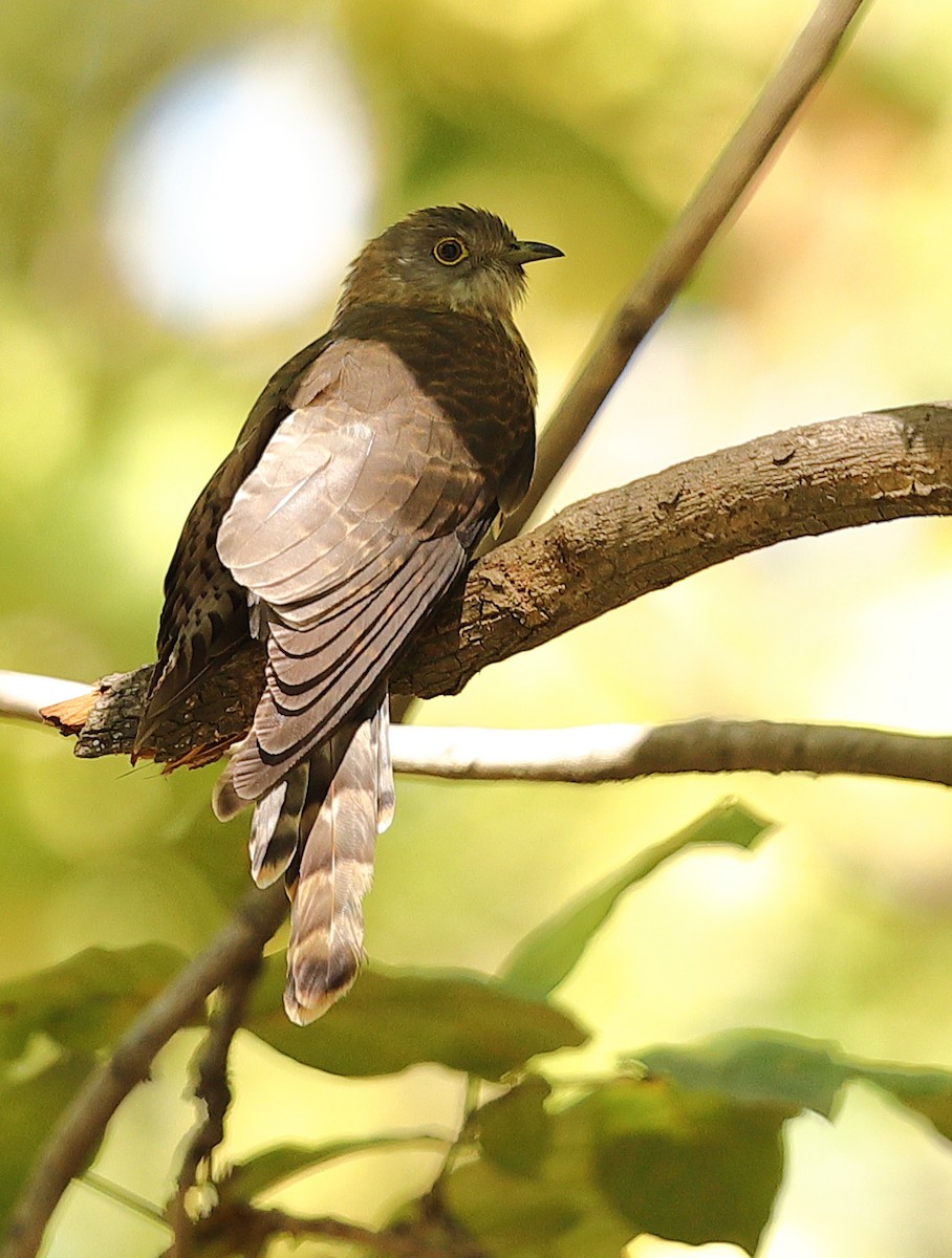 Common Hawk-Cuckoo - Vinit Bajpai