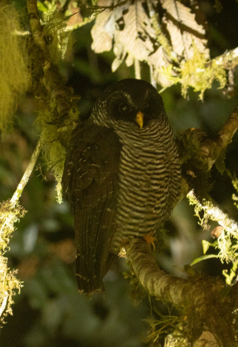 Black-banded Owl (San Isidro) - Joe Aliperti