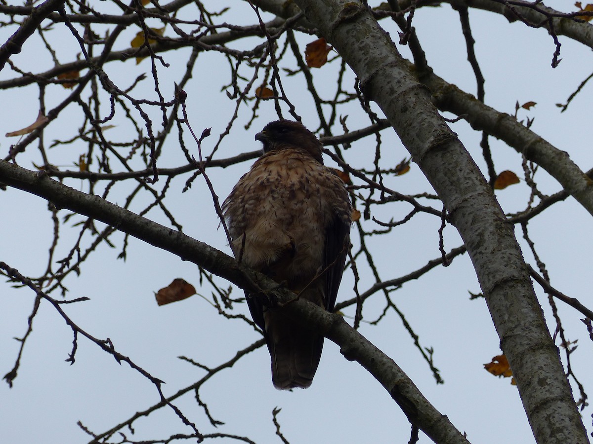 Red-tailed Hawk - ML21495821