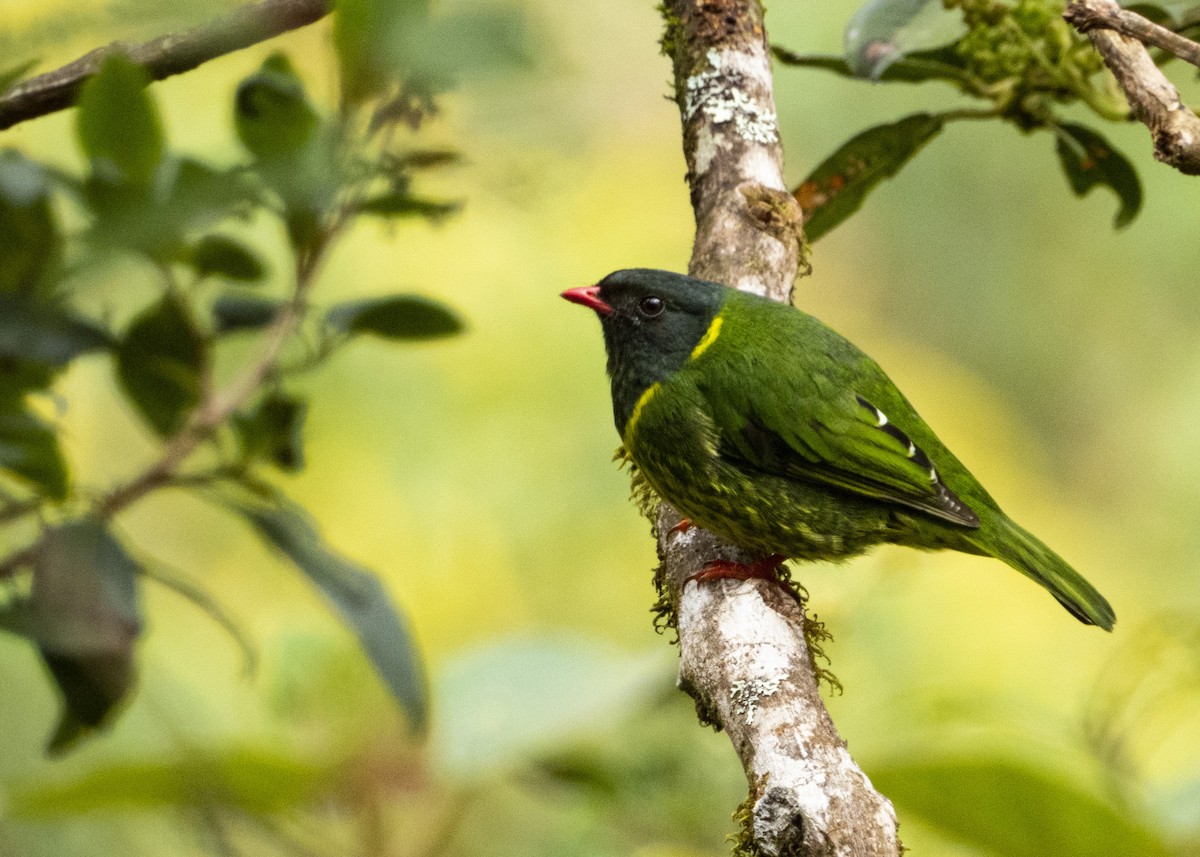 Green-and-black Fruiteater - ML214958711