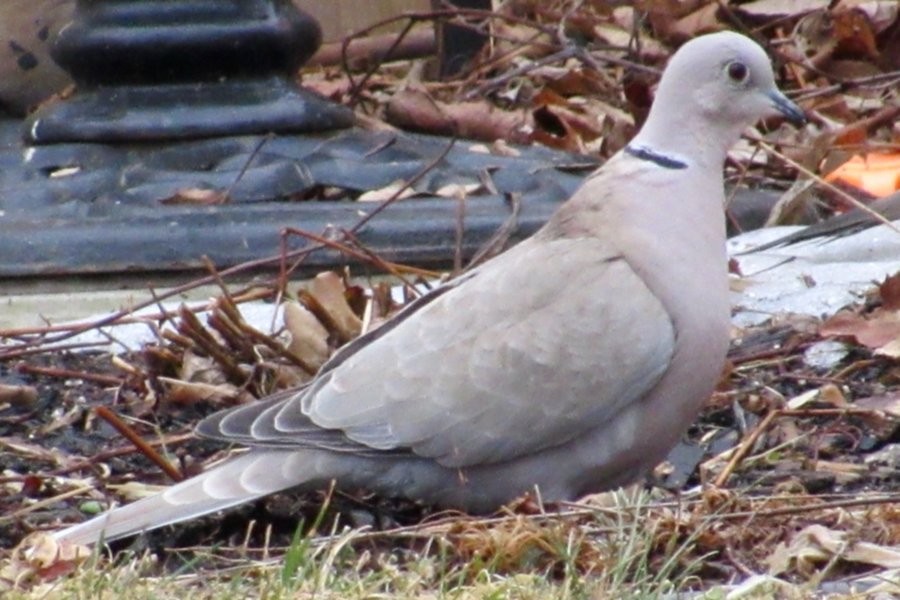Eurasian Collared-Dove - ML214960181