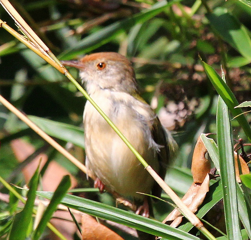 Common Tailorbird - Mike Fung