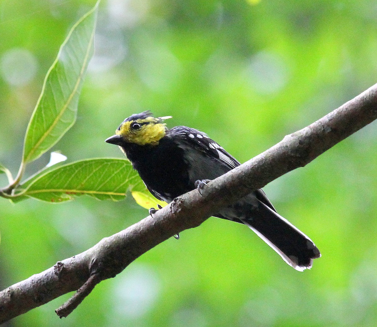 Yellow-cheeked Tit - Mike Fung