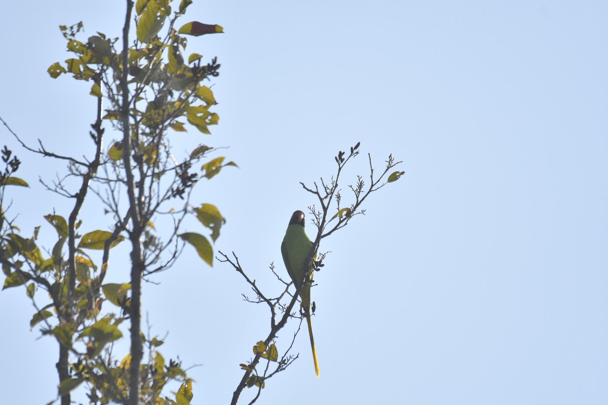 Slaty-headed Parakeet - ML214964741