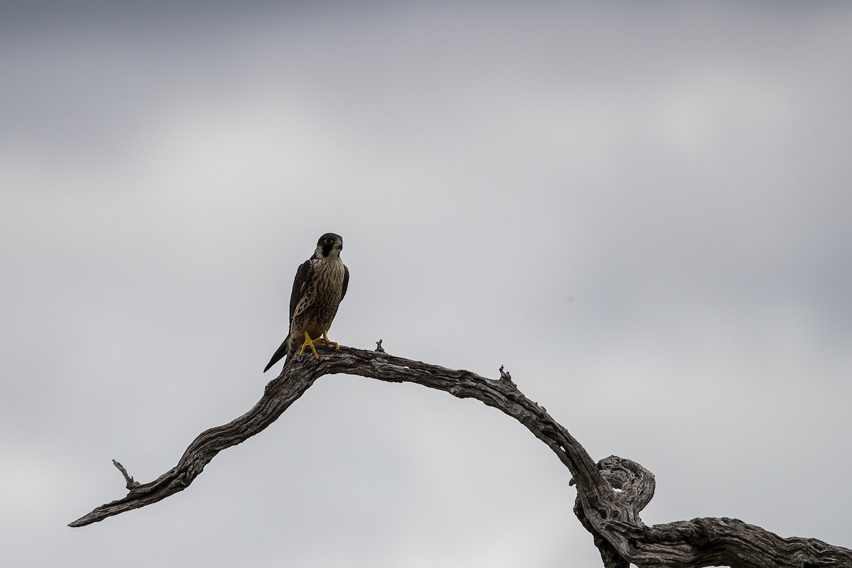 Peregrine Falcon (African) - ML214964811