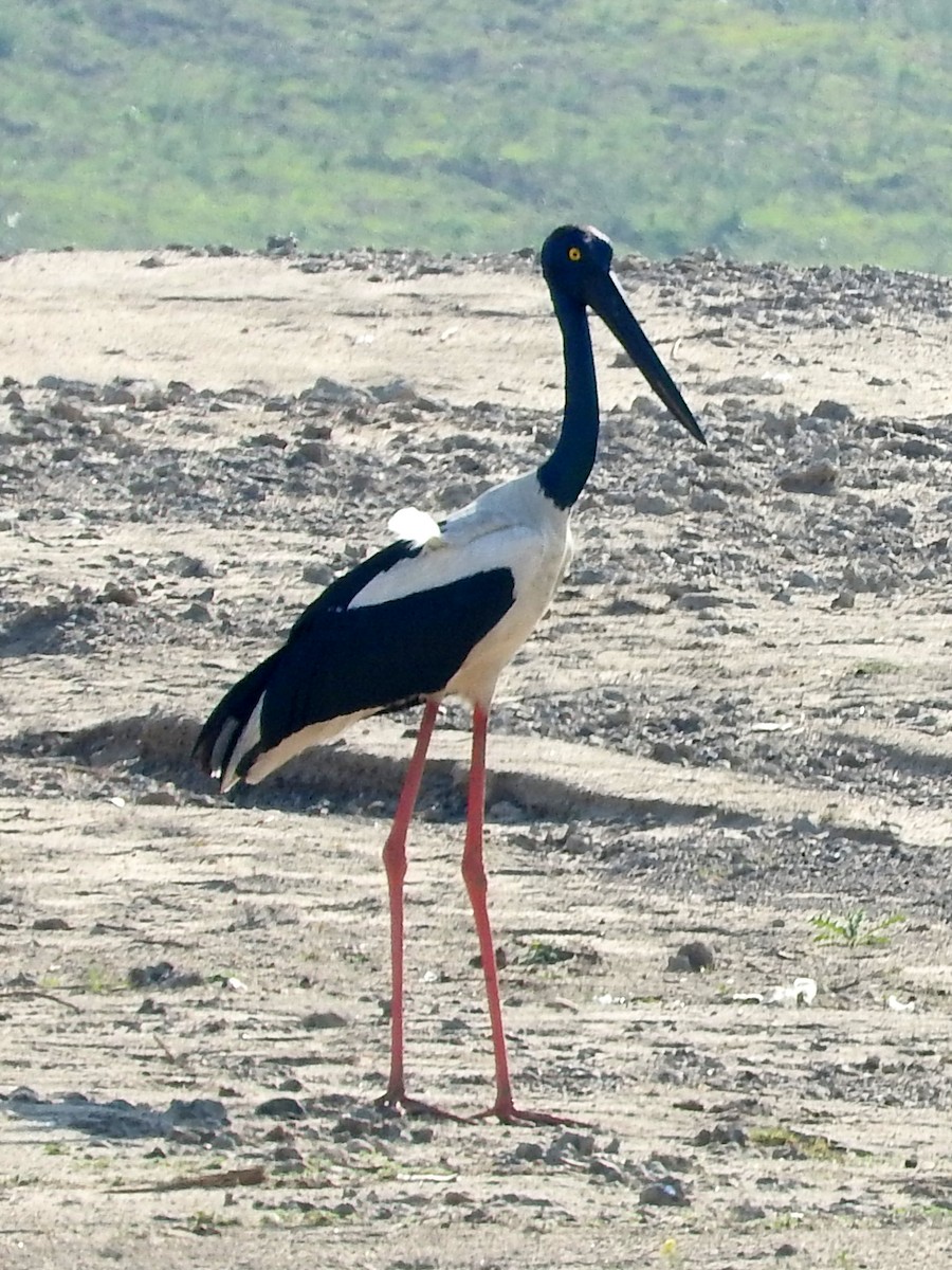 Black-necked Stork - ML214965271
