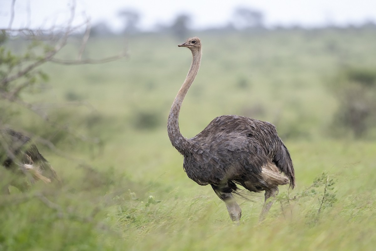 Common Ostrich - Niall D Perrins