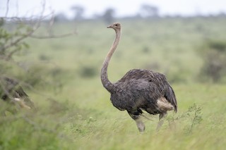Common Ostrich, ML214967371