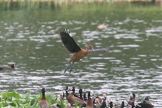 Fulvous Whistling-Duck, ML214969321