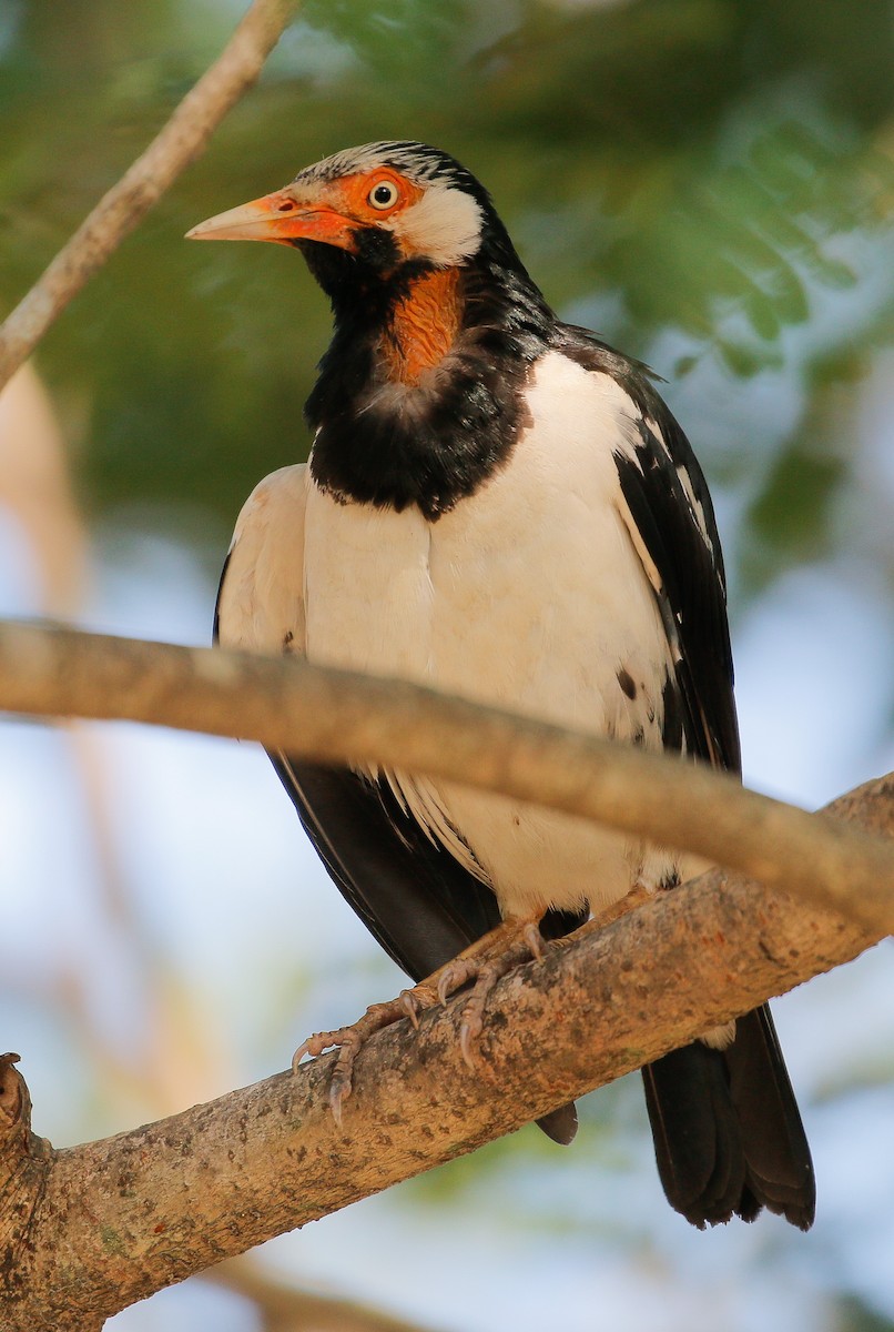 Siamese Pied Starling - Neoh Hor Kee