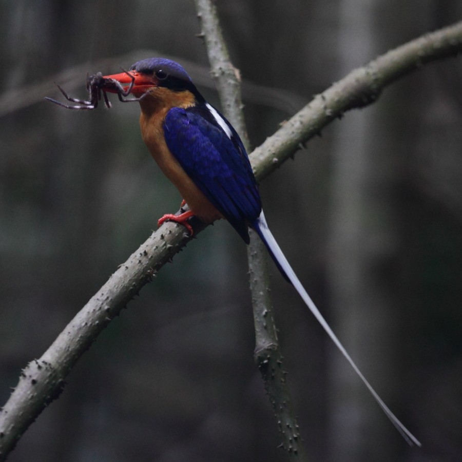 Buff-breasted Paradise-Kingfisher - Andrew Lau