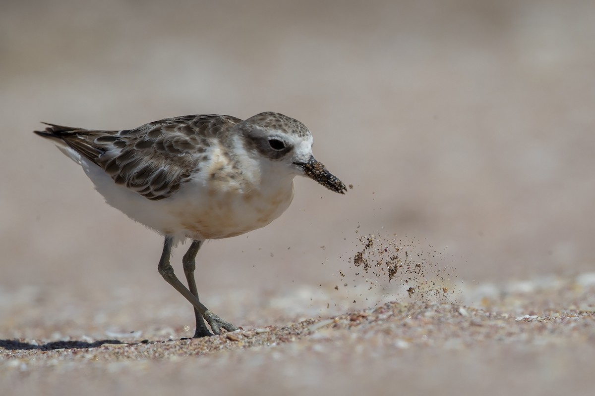 Red-breasted Dotterel (Northern) - ML214973381