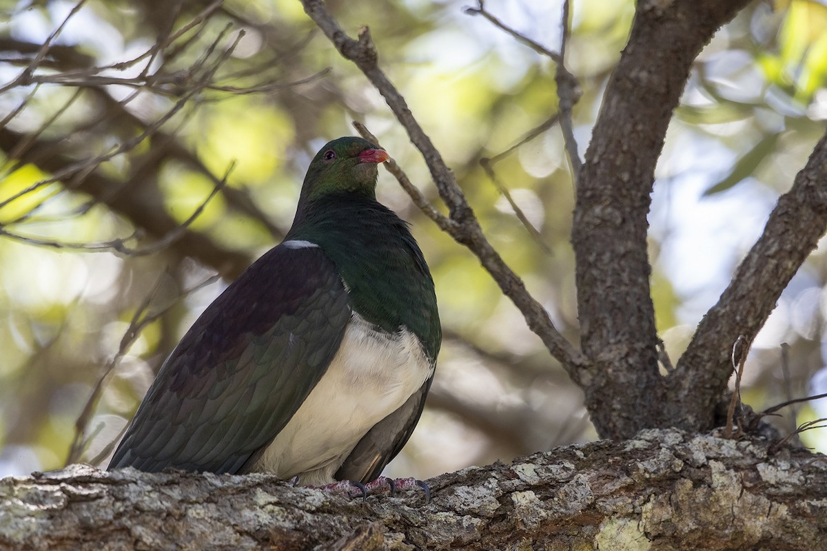 New Zealand Pigeon (New Zealand) - ML214974511