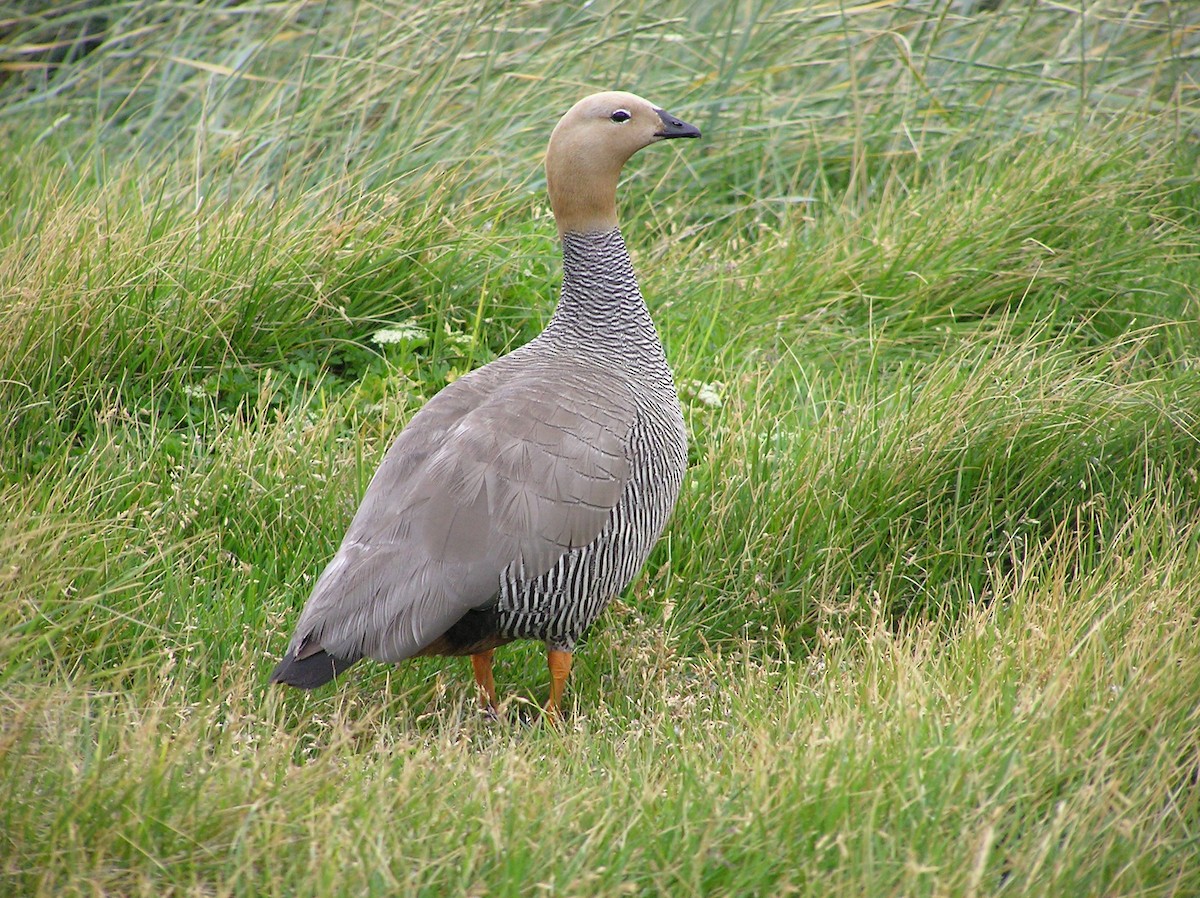 Ruddy-headed Goose - ML21497501