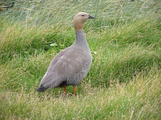 Ruddy-headed Goose, ML21497501