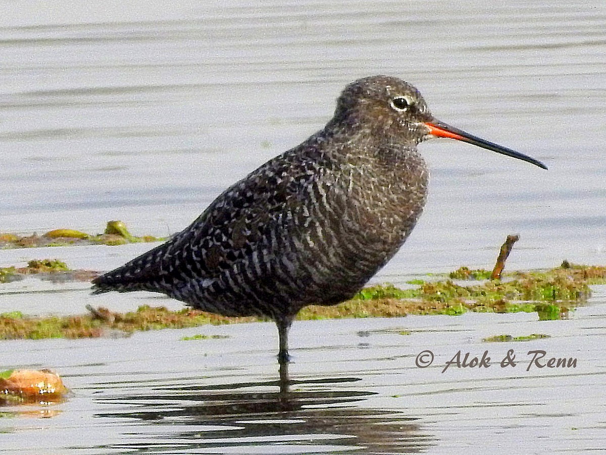 Spotted Redshank - ML214975411