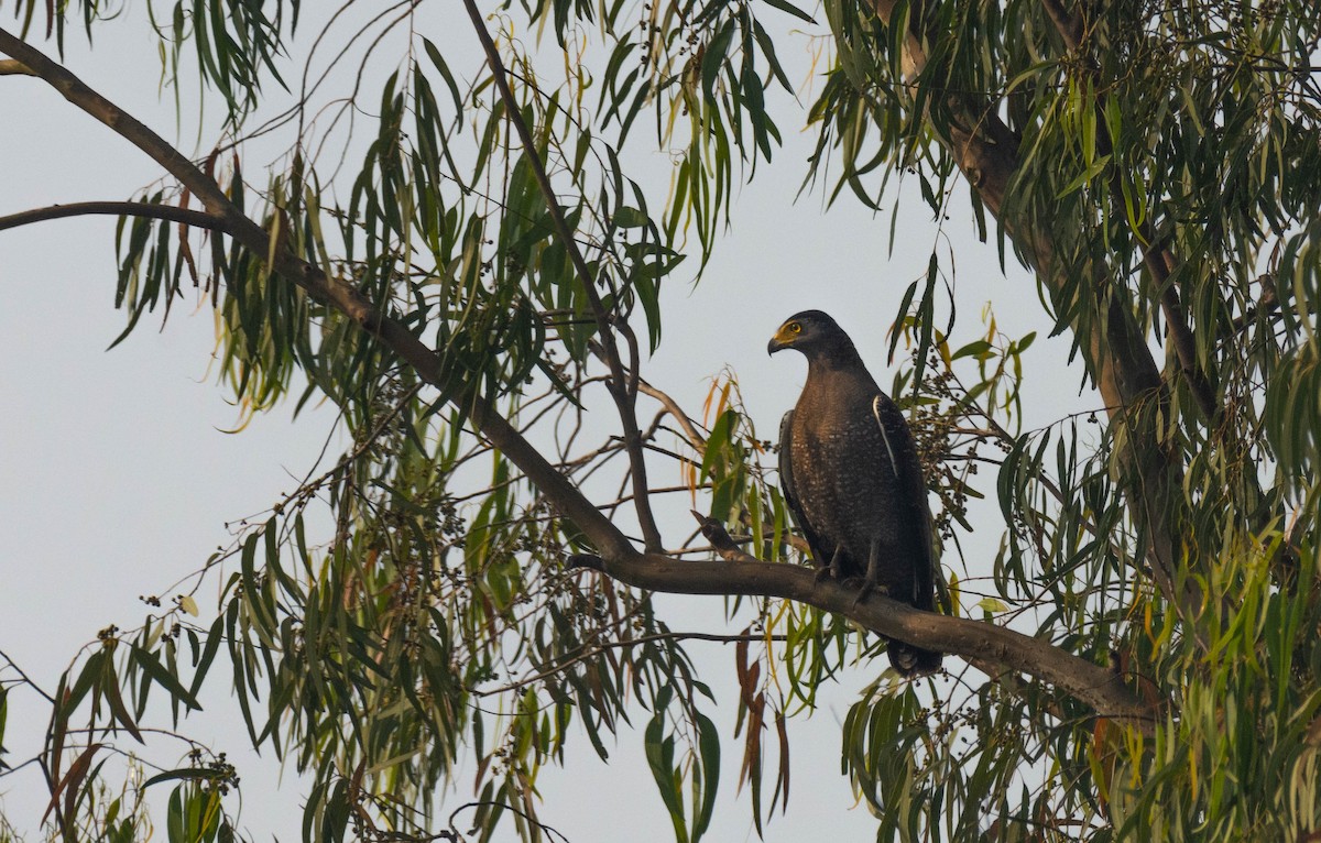 Crested Serpent-Eagle - ML214975951