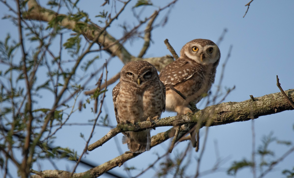 Spotted Owlet - ML214975991