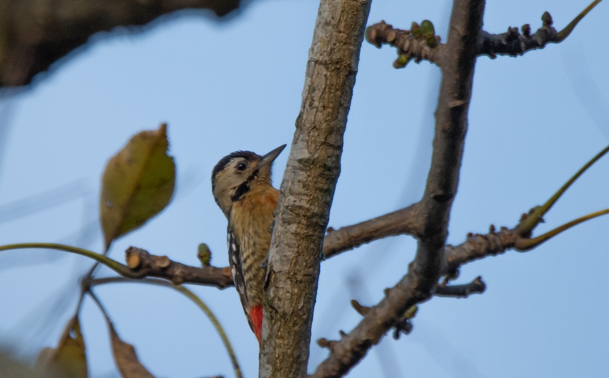 Fulvous-breasted Woodpecker - ML214976081
