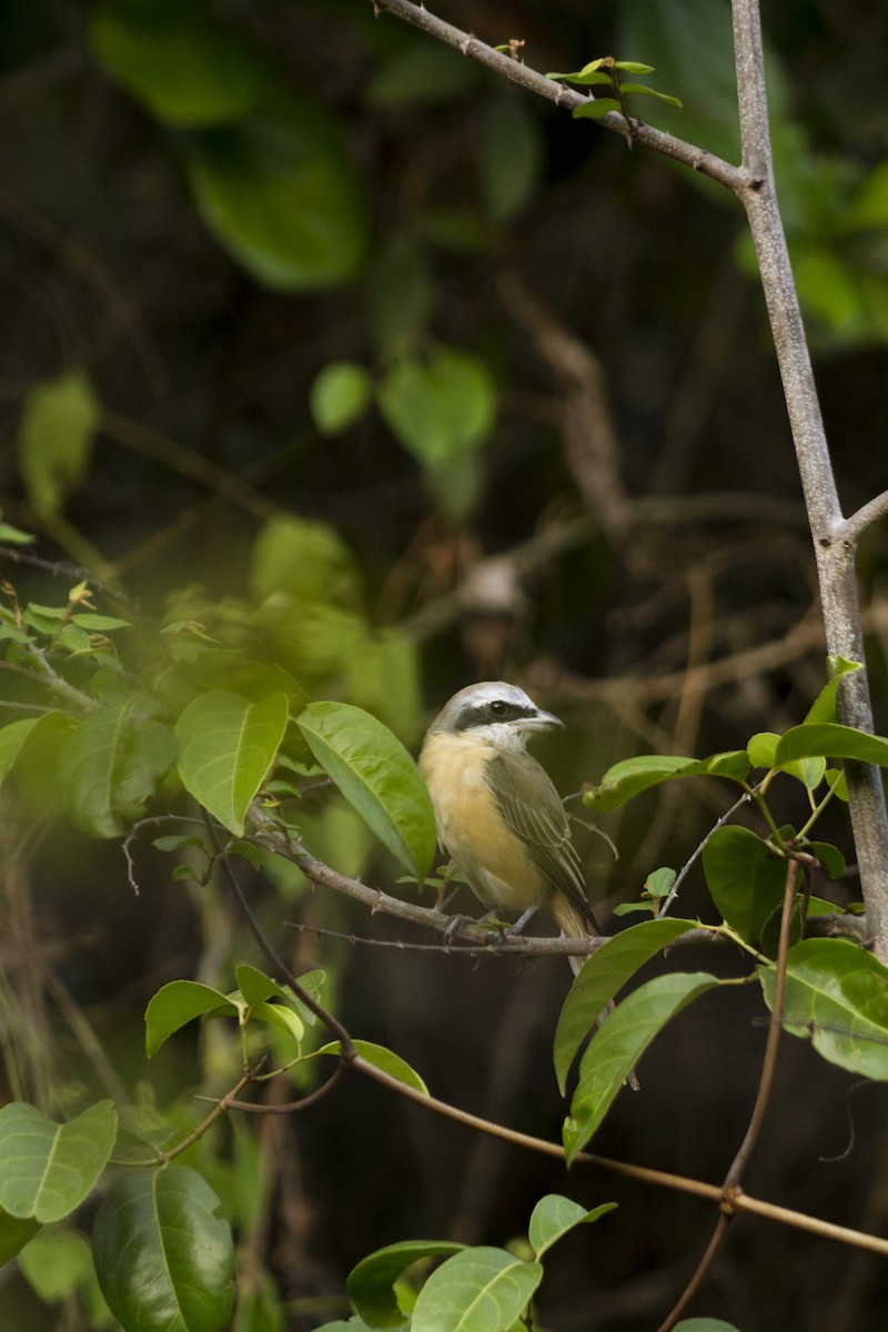 Ebird Checklist Apr Vattappoyil Species