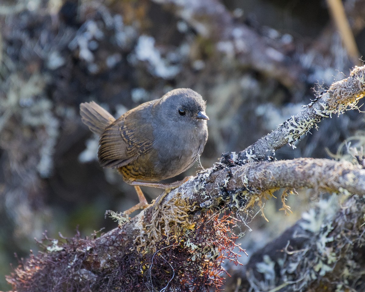 Pale-bellied Tapaculo - ML214979301