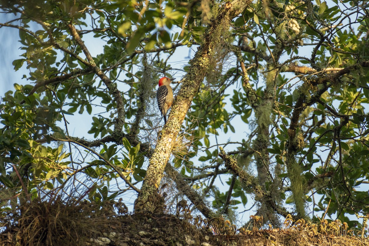 Red-bellied Woodpecker - ML214981511