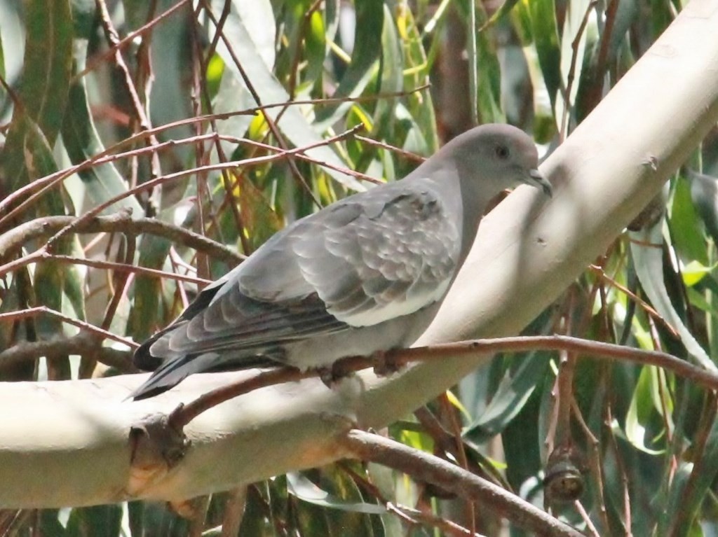 Spot-winged Pigeon - ML214983131