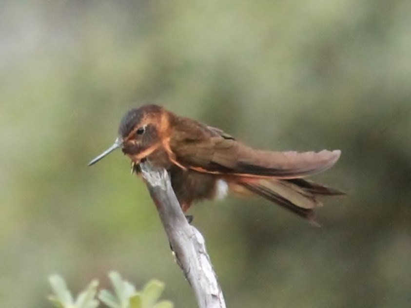 kolibřík duhovohřbetý - ML214983261