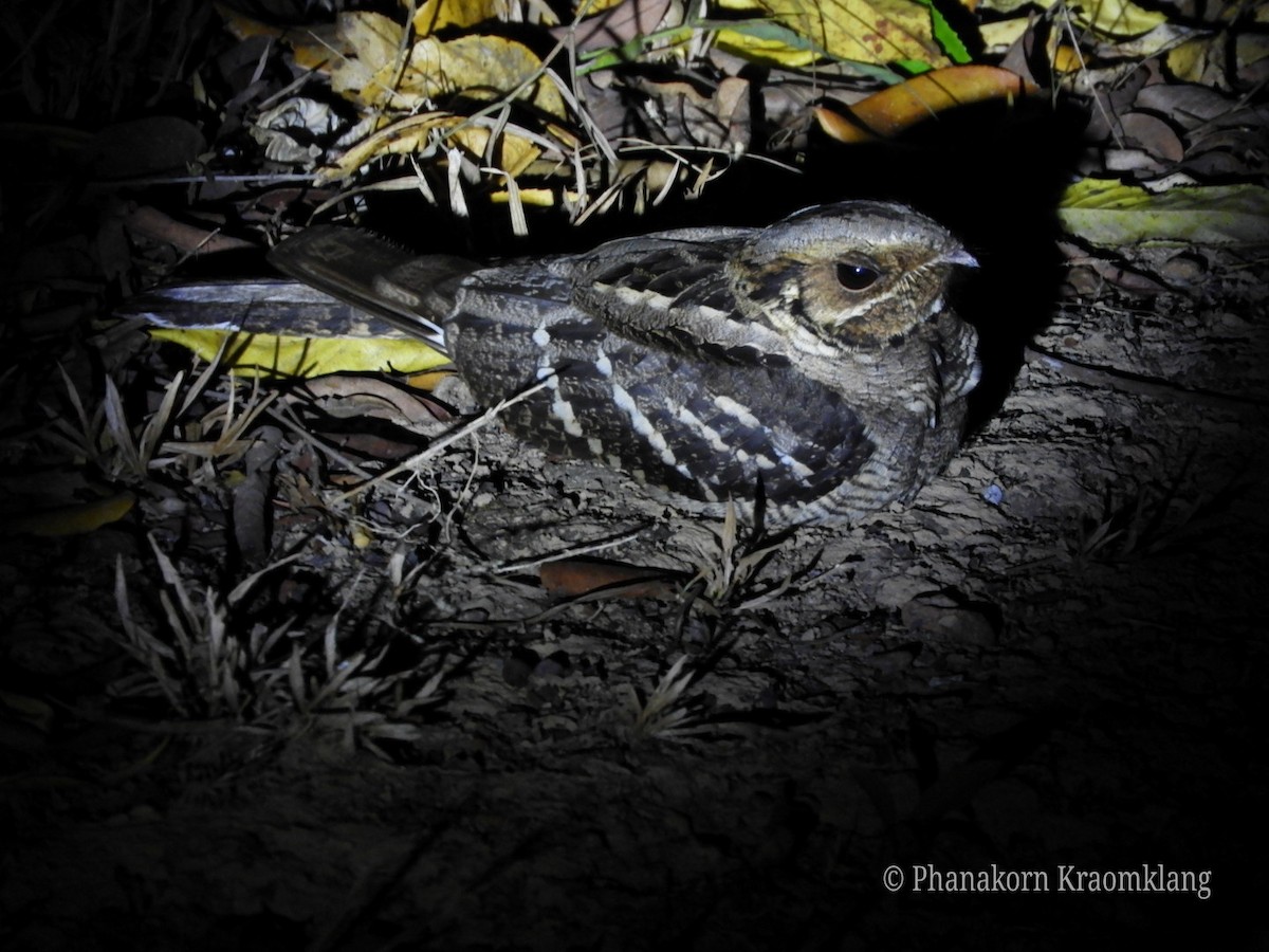 Large-tailed Nightjar - Phanakorn Kraomklang