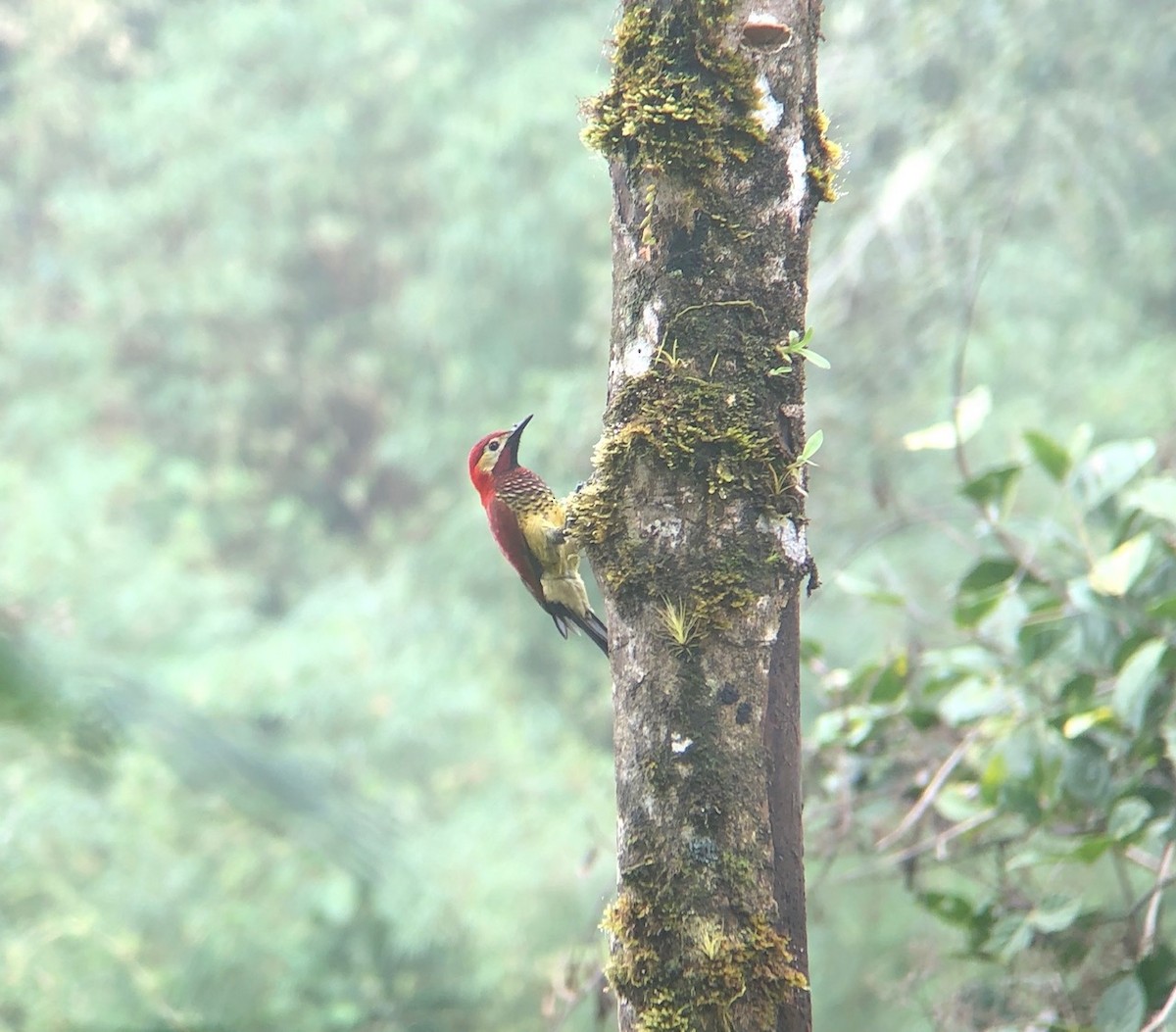Crimson-mantled Woodpecker - ML214983511