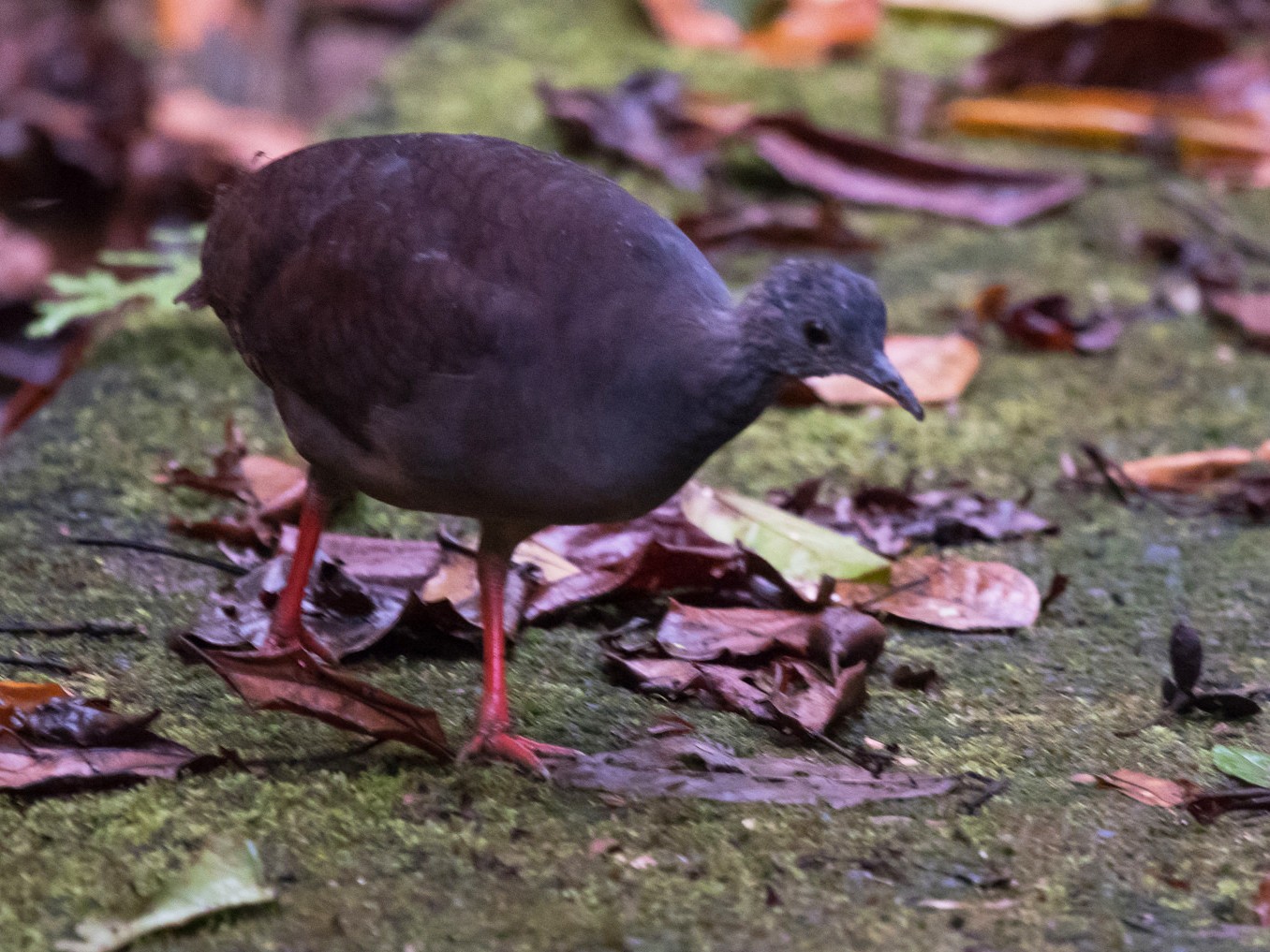 Slaty-breasted Tinamou - Nic Allen