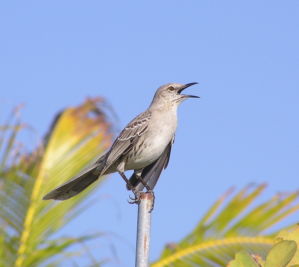 Bahama Mockingbird - ML21498821