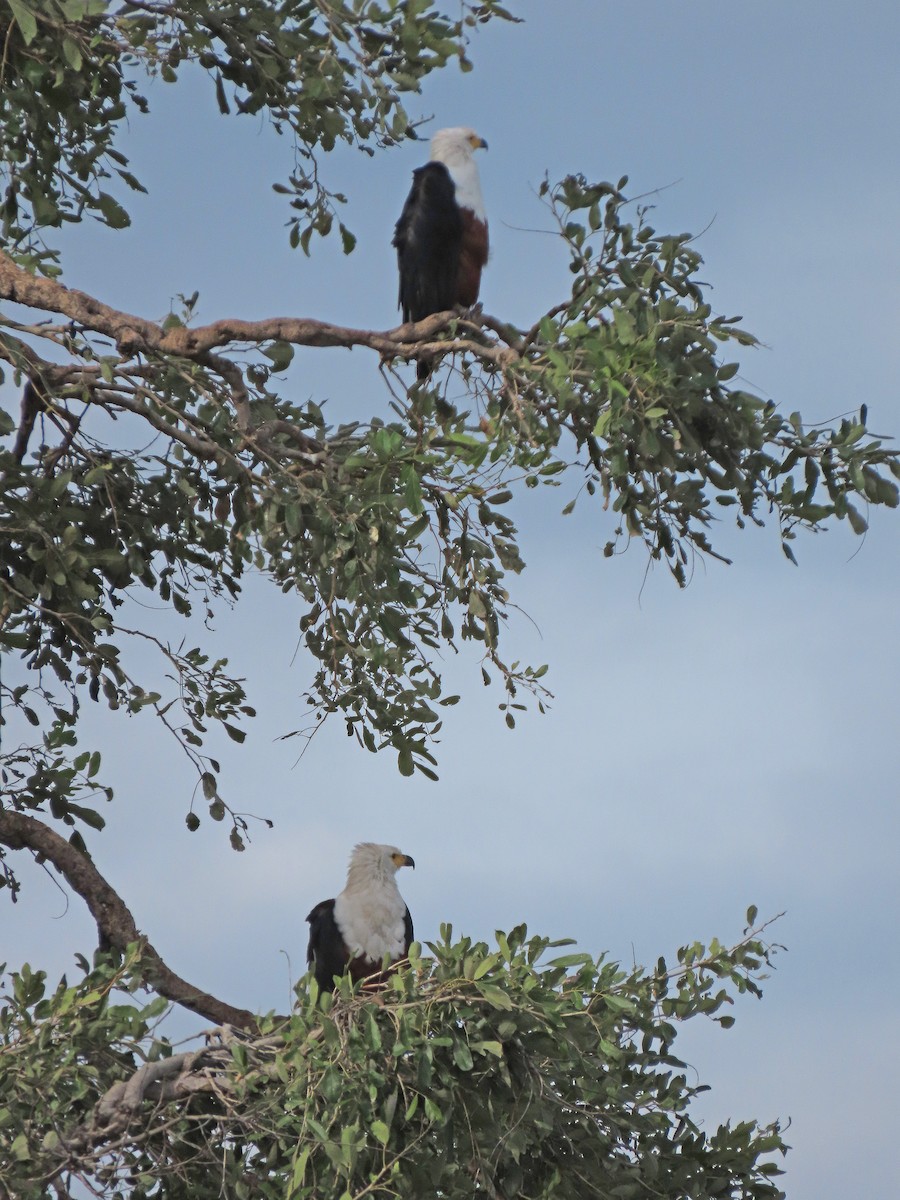 African Fish-Eagle - ML214993411