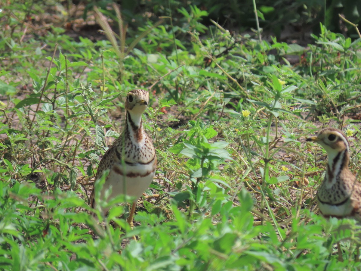 Three-banded Courser - ML214994691