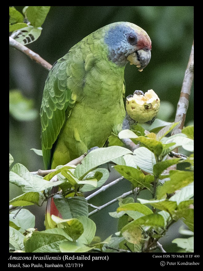 Red-tailed Parrot - ML214994841