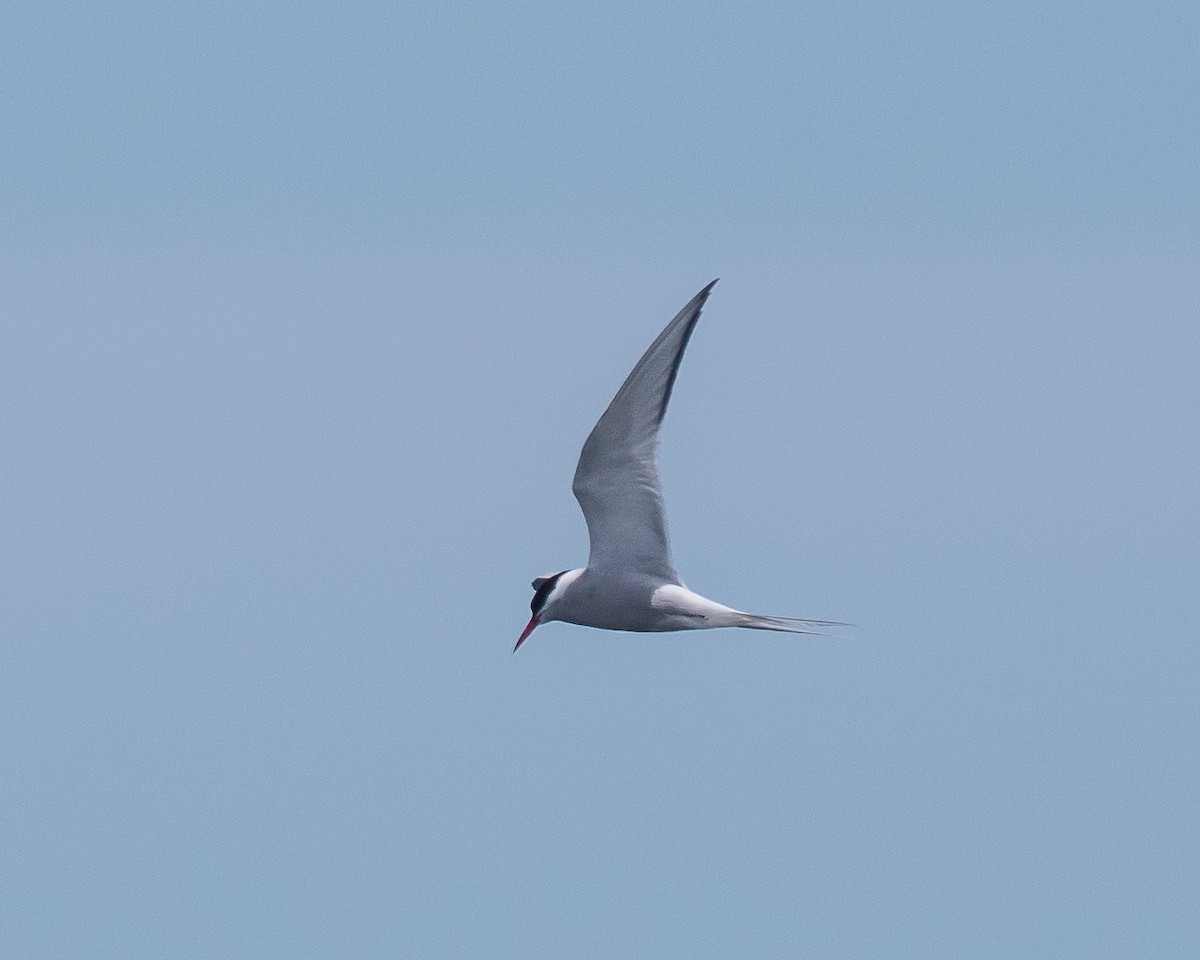 Arctic Tern - Keith Dickey