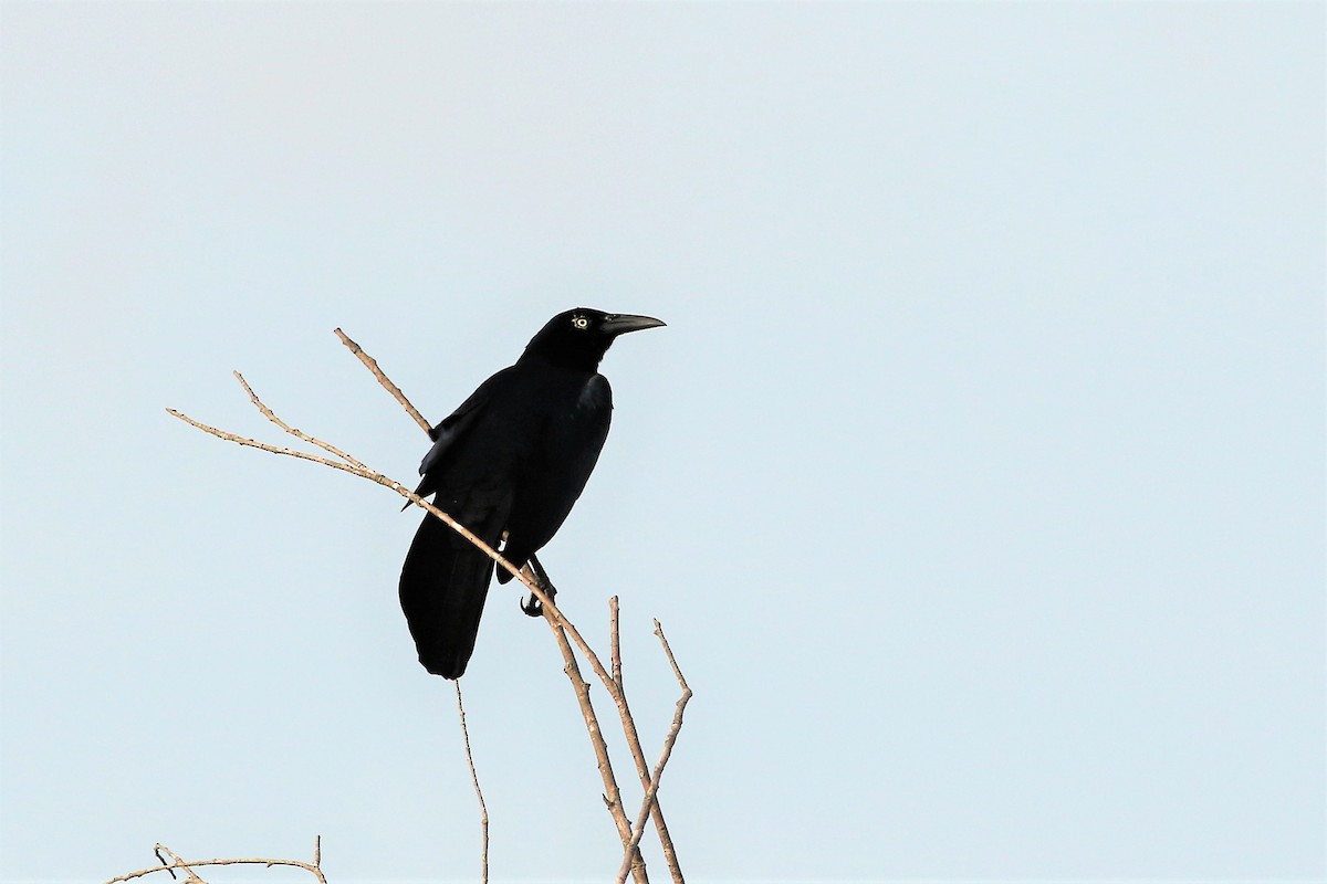 Great-tailed Grackle - ML214997811