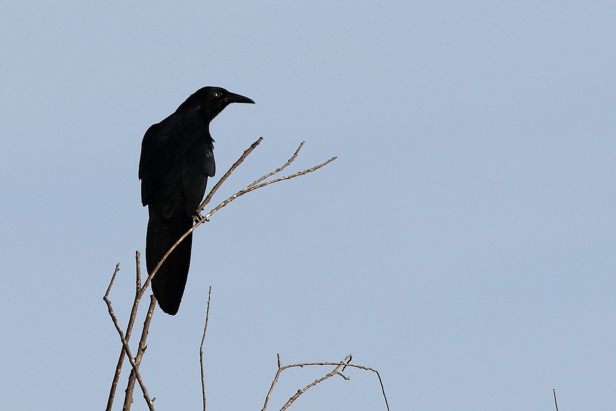 Great-tailed Grackle - ML214997821