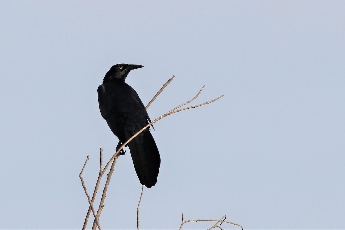 Great-tailed Grackle - ML214997831