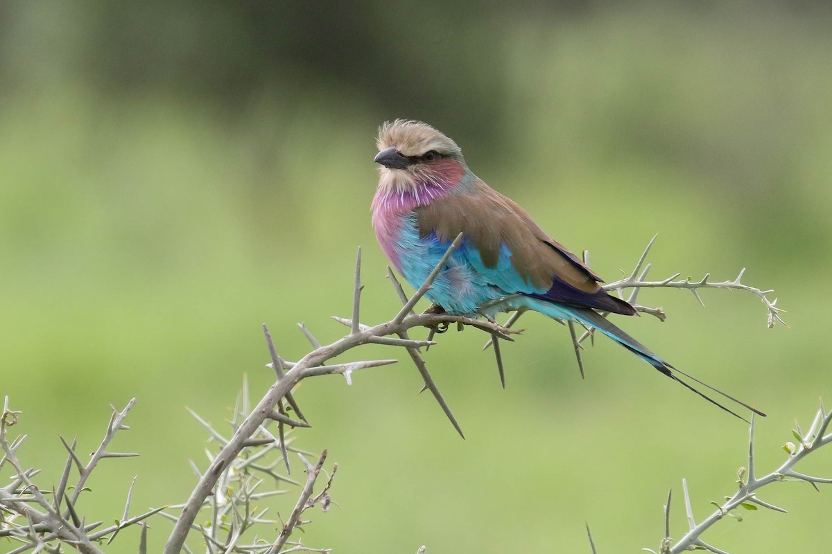 Lilac-breasted Roller - Michael O'Brien